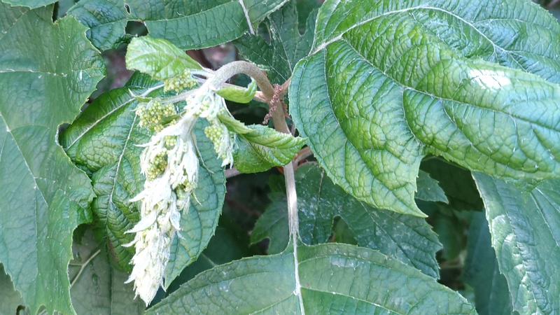 カシワバアジサイの蕾 横浜市旭区希望が丘水の森公園