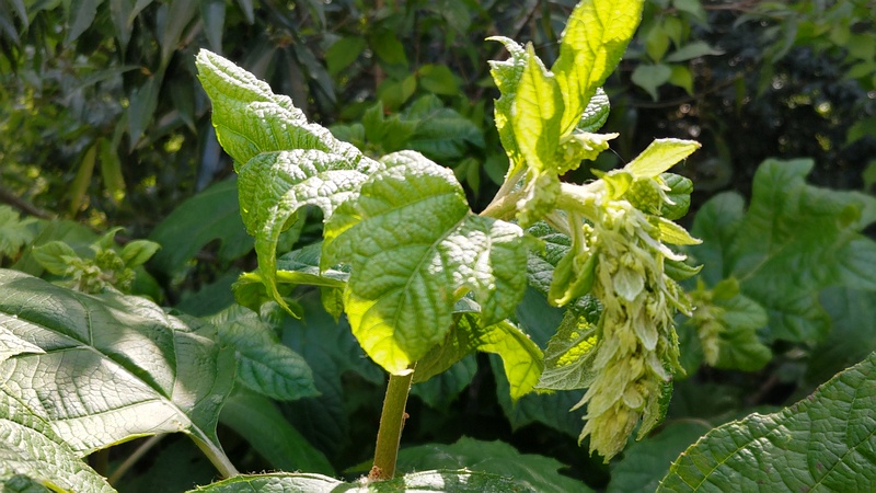 カシワバアジサイの蕾 横浜市旭区希望が丘水の森公園