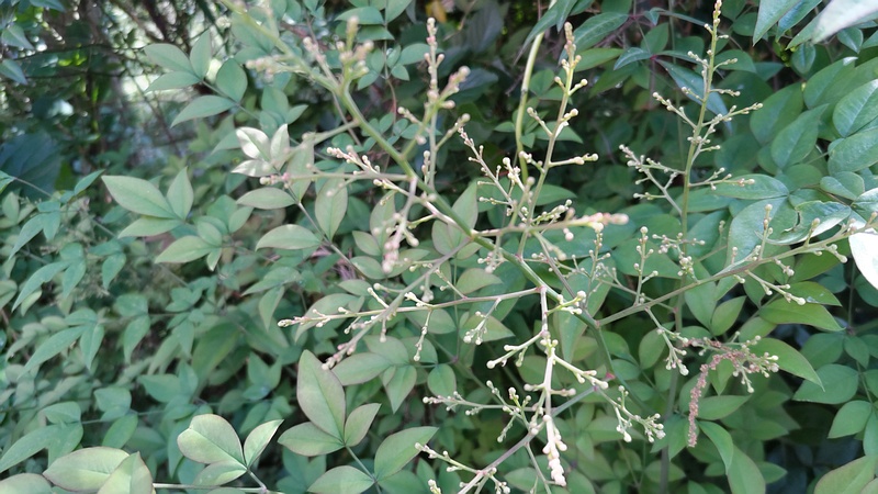 ナンテンの蕾 横浜市旭区希望が丘水の森公園