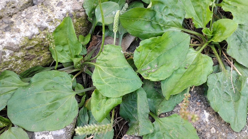 オオバコ 横浜市旭区中希望が丘