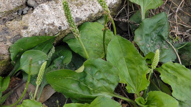 オオバコ 横浜市旭区中希望が丘