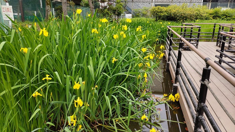 キショウブの花 東京都大田区平和の森公園