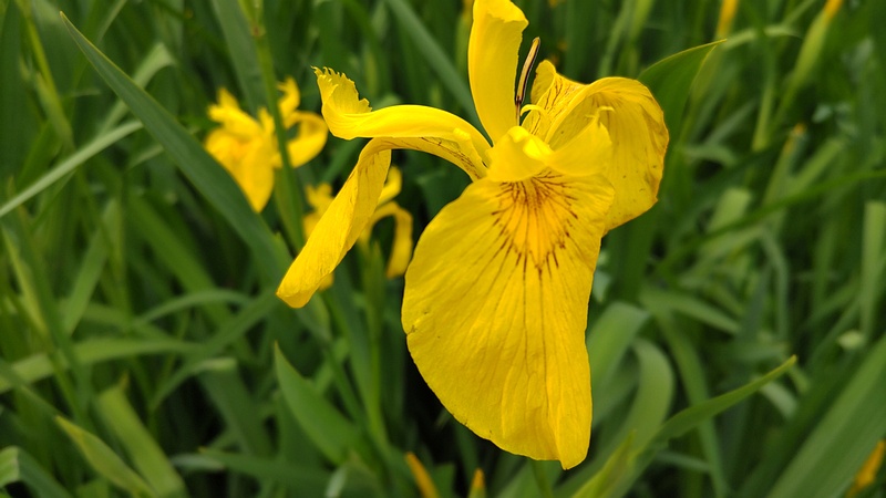 キショウブの花 東京都大田区平和の森公園