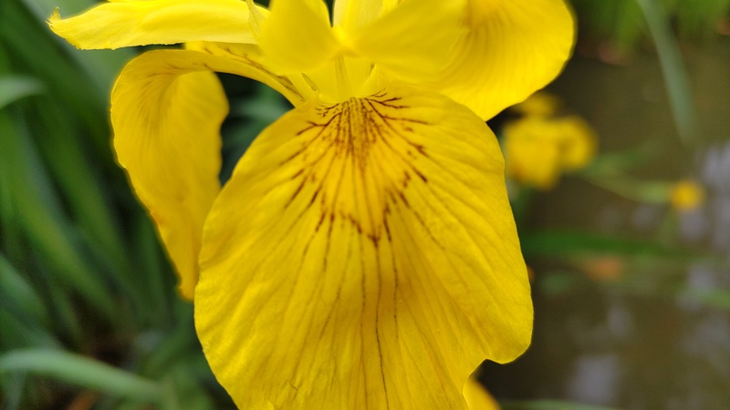 キショウブの花 東京都大田区平和の森公園