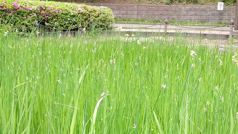 フトイ 東京都大田区平和の森公園