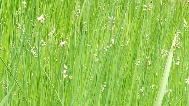 フトイ 東京都大田区平和の森公園