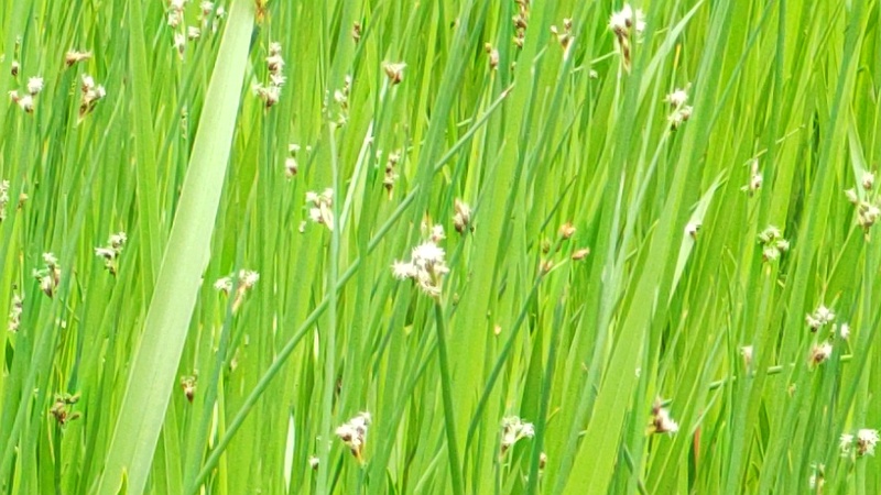 フトイ 東京都大田区平和の森公園