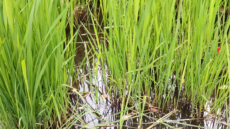 ウキヤガラ？ 東京都大田区平和の森公園