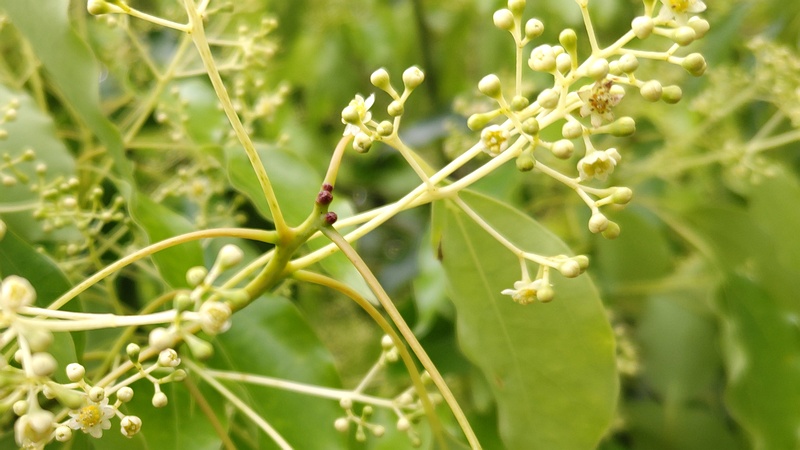 クスノキの花 東京都大田区平和の森公園