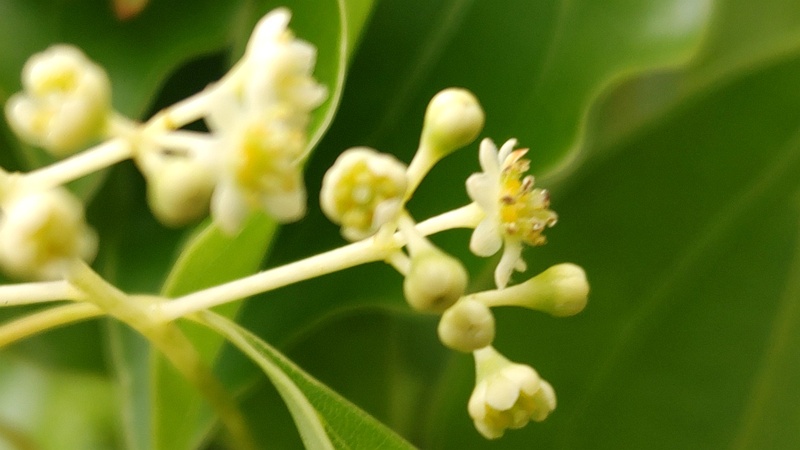 クスノキの花 東京都大田区平和の森公園