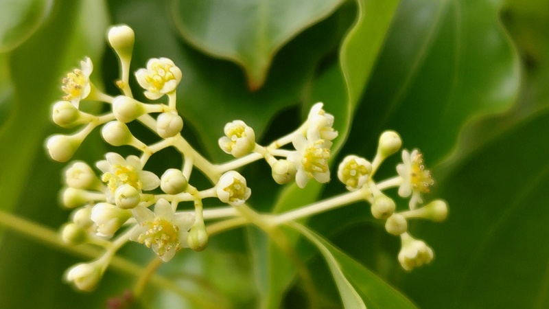 クスノキの花 東京都大田区平和の森公園