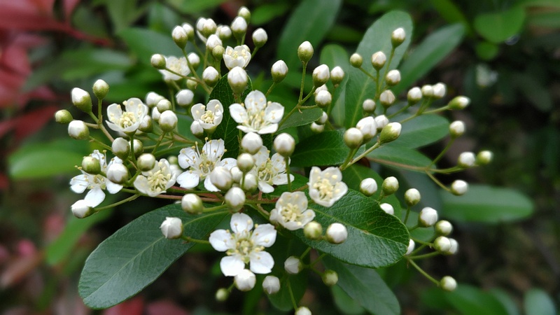タチバナモドキの花と蕾 東京都大田区平和の森公園