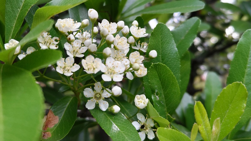 タチバナモドキの花と蕾 東京都大田区平和の森公園