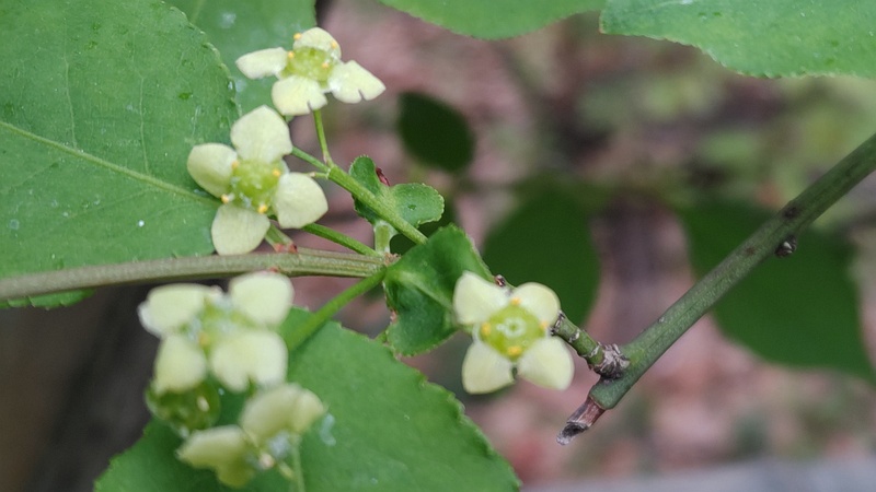 ニシキギの花 東京都大田区平和の森公園
