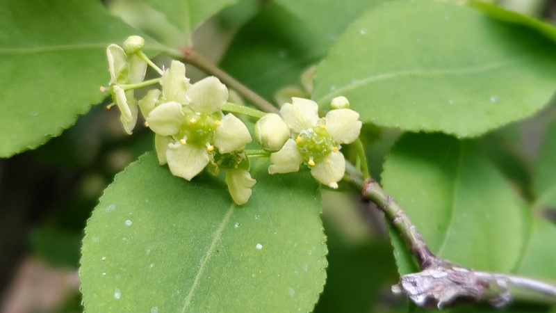 ニシキギの花 東京都大田区平和の森公園
