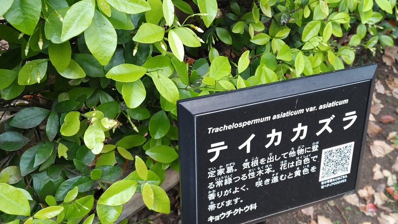 テイカカズラの蕾 東京都大田区平和の森公園