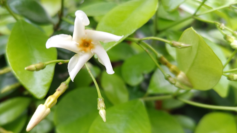 テイカカズラの花と蕾 東京都大田区平和の森公園