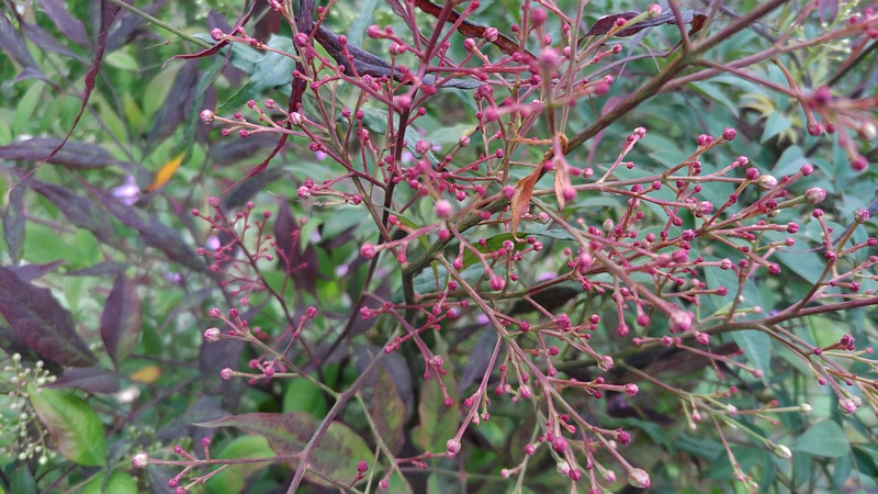 ナンテンの蕾 東京都大田区平和島公園