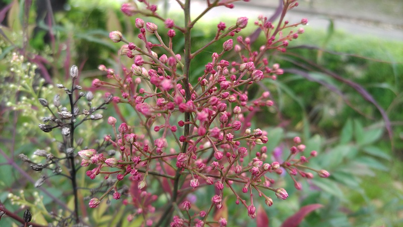 ナンテンの蕾 東京都大田区平和島公園