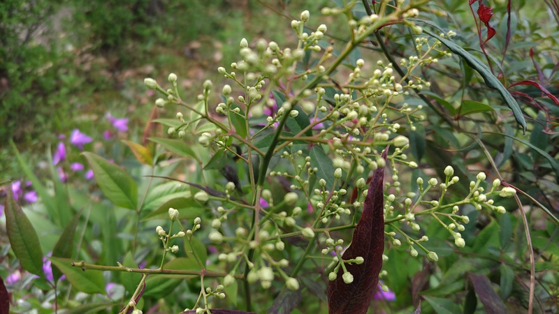 ナンテンの蕾 東京都大田区平和島公園