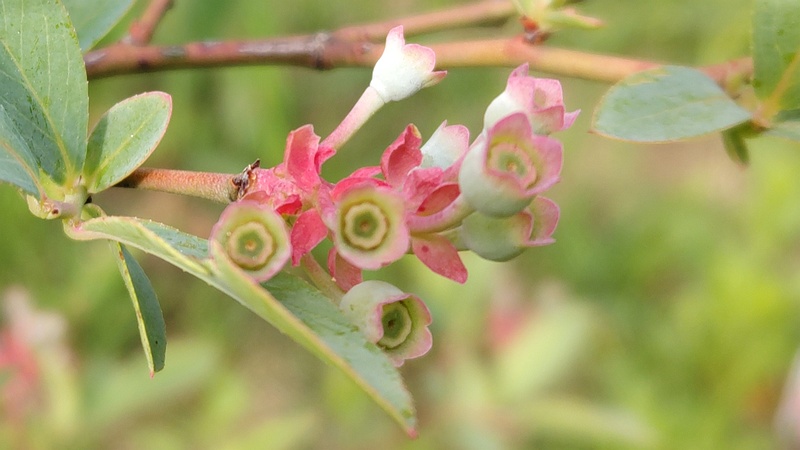 ブルーベリーの若い果実 東京都大田区平和島公園