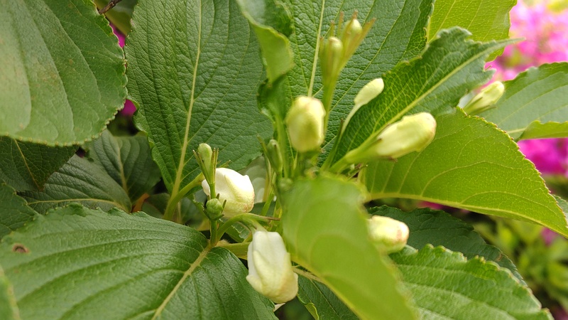 ハコネウツギの蕾 東京都大田区平和島公園