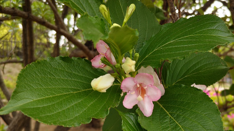 ハコネウツギの花 東京都大田区平和島公園