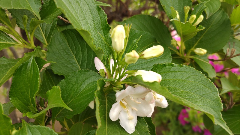 ハコネウツギの花 東京都大田区平和島公園