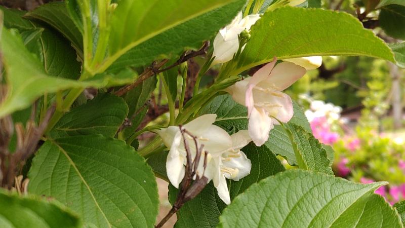 ハコネウツギの花 東京都大田区平和島公園