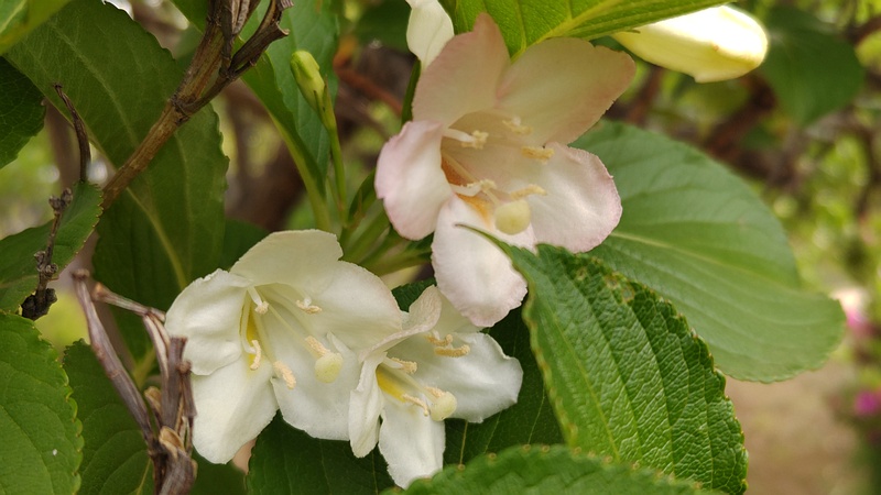 ハコネウツギの花 東京都大田区平和島公園