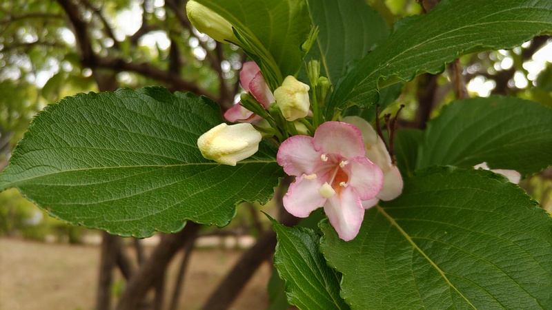 ハコネウツギの花 東京都大田区平和島公園
