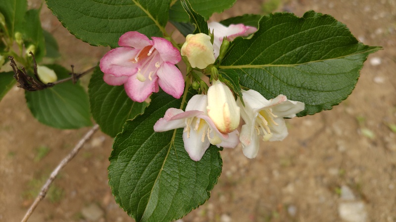 ハコネウツギの花 東京都大田区平和島公園