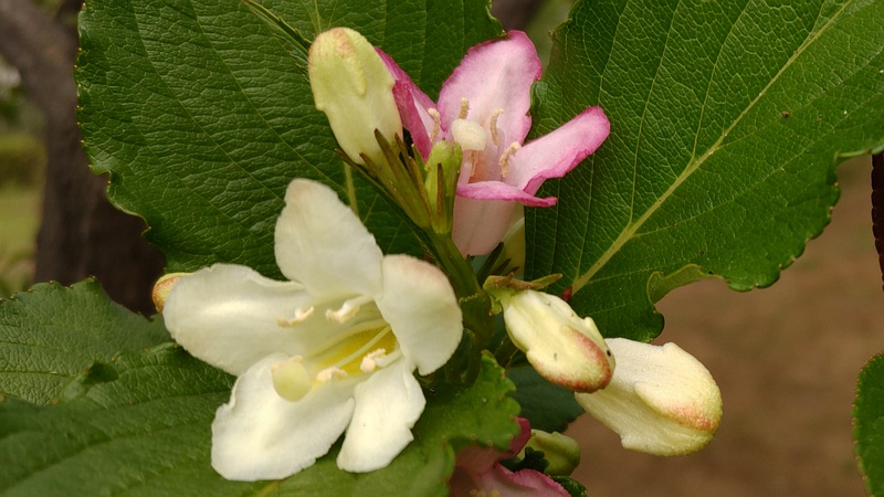 ハコネウツギの花 東京都大田区平和島公園