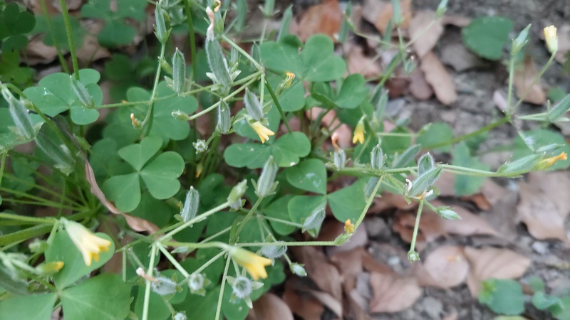 カタバミの果実 東京都大田区平和島公園