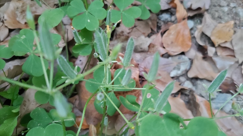 カタバミの果実 東京都大田区平和島公園