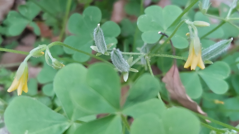 カタバミの果実 東京都大田区平和島公園