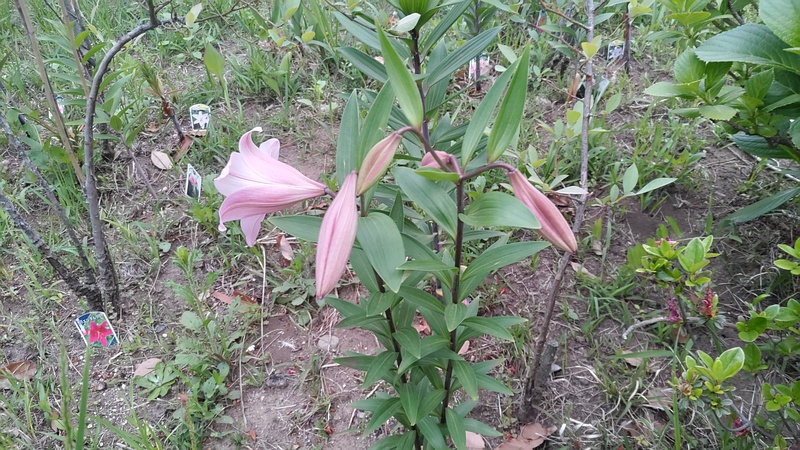 テッポウユリの花 東京都大田区平和島公園
