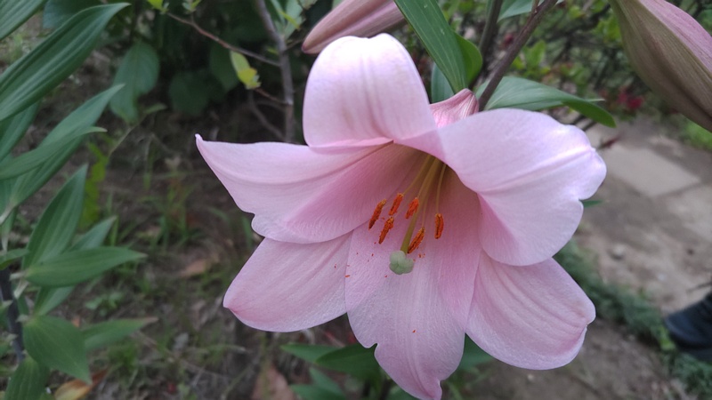 テッポウユリの花 東京都大田区平和島公園