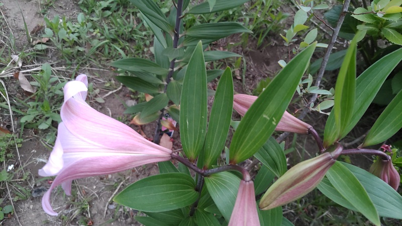 テッポウユリの花 東京都大田区平和島公園