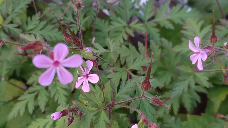 ヒメフウロの果実 横浜市旭区中希望が丘