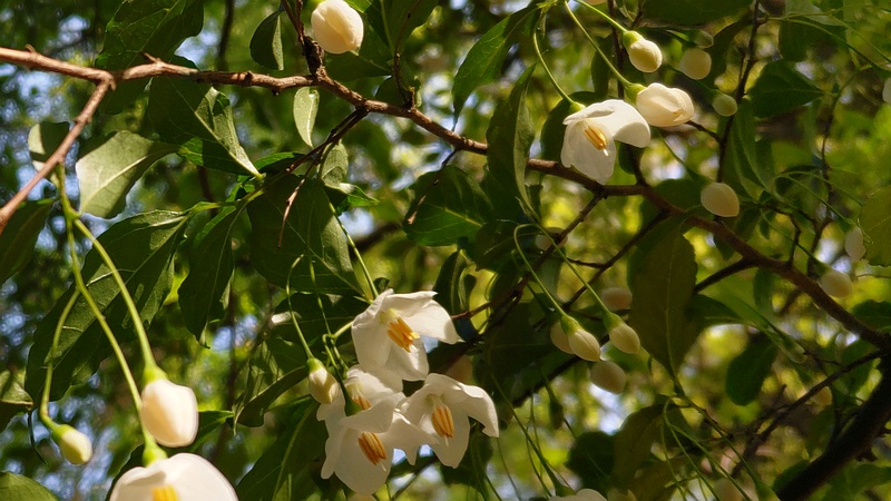 エゴノキの蕾と花 東京都大田区平和の森公園