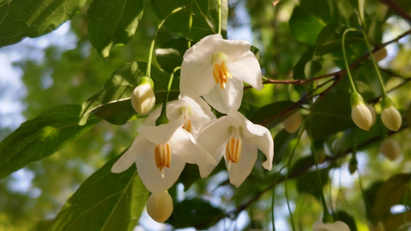 エゴノキの蕾と花 東京都大田区平和の森公園
