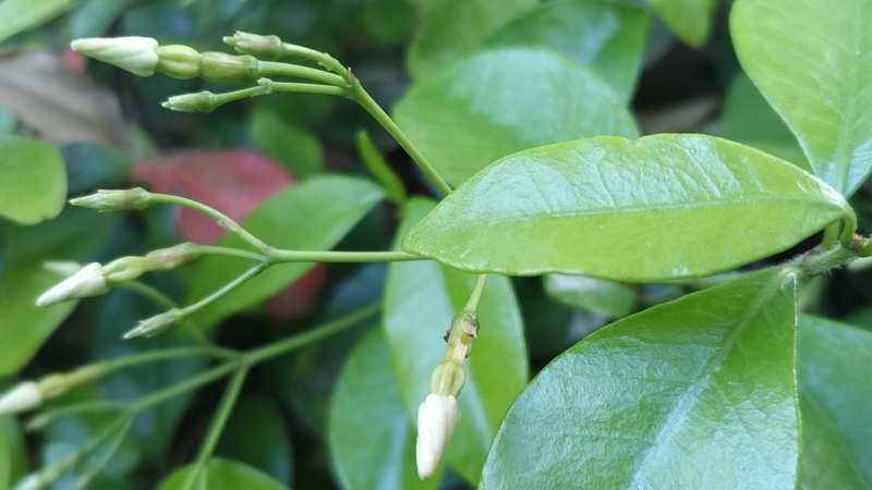 テイカカズラの蕾 東京都大田区平和の森公園
