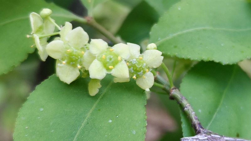 ニシキギの花 東京都大田区平和の森公園