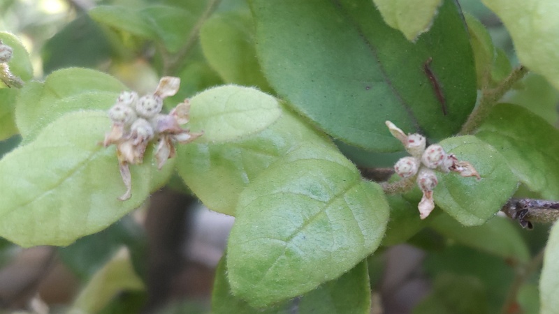 トキワマンサクの花後 東京都大田区平和の森公園
