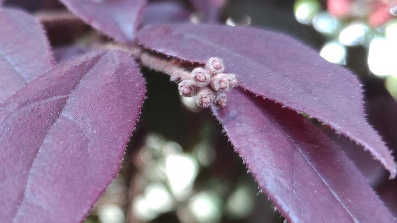 アカバナトキワマンサクの花後 東京都大田区平和の森公園