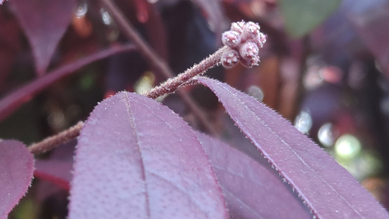 アカバナトキワマンサクの花後 東京都大田区平和の森公園