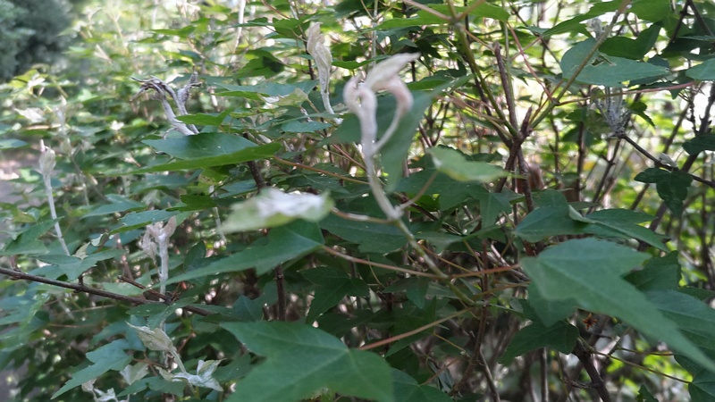 トウカエデの若葉 東京都大田区平和の森公園