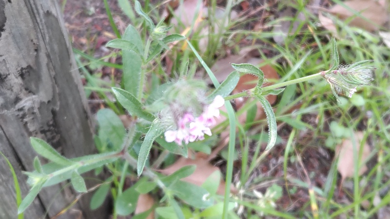 マンテマ 東京都大田区平和の森公園