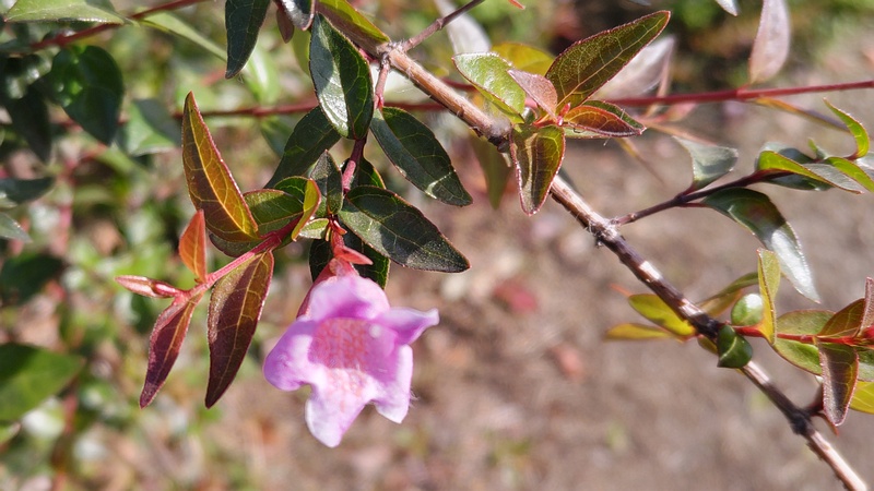 ベニバナツクバネウツギの花 東京都大田区平和島公園